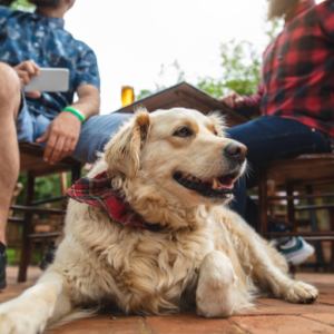Hund mit Herrchen entspannt im Biergarten