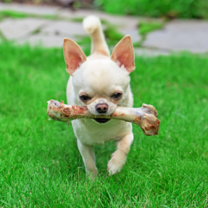Chihuahua mit Knochen